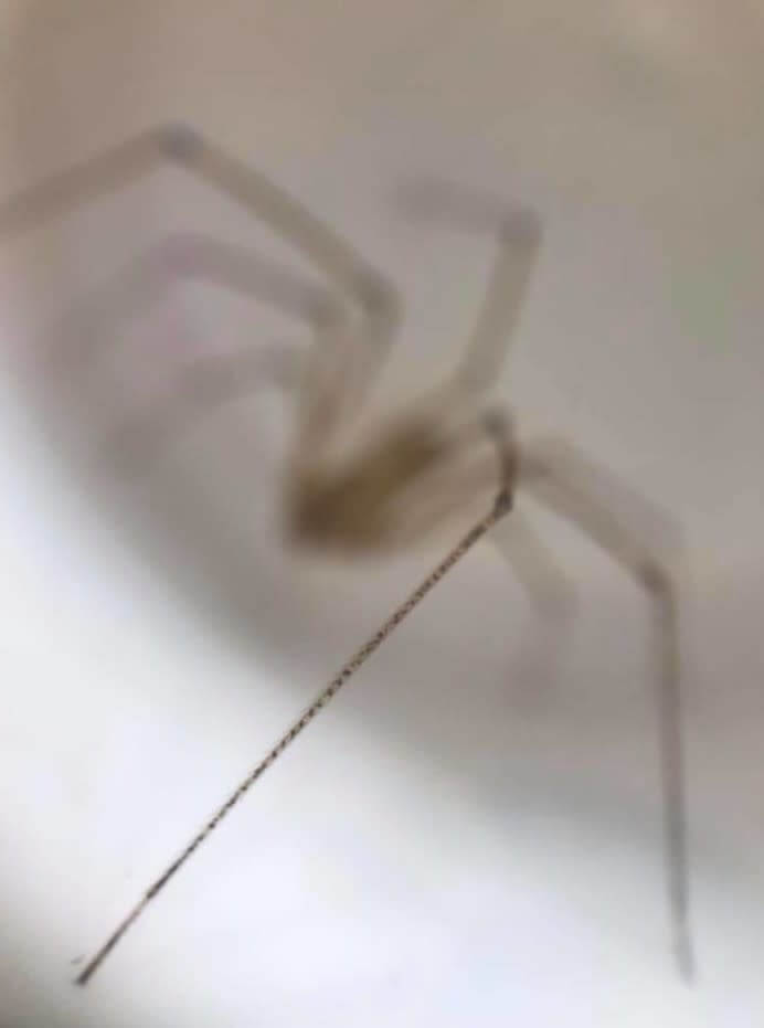 Daddy One Legs In Focus