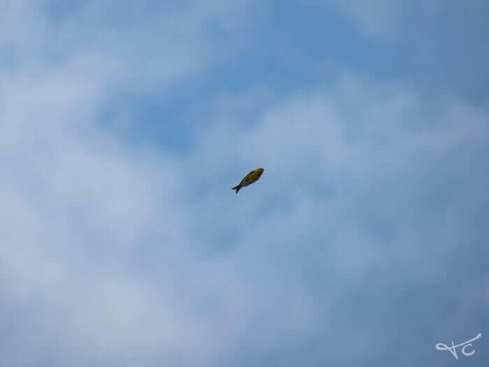 It's A Bird, It's A Plane, It's A Fish?