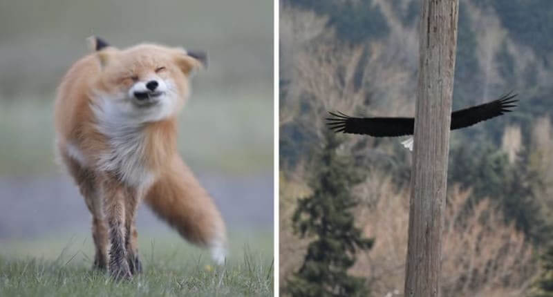 30+ Hilarious Wildlife Photos Captured At The Wrong Moment