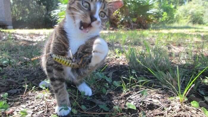 Grasshopper Gets Attacked By Local Cat