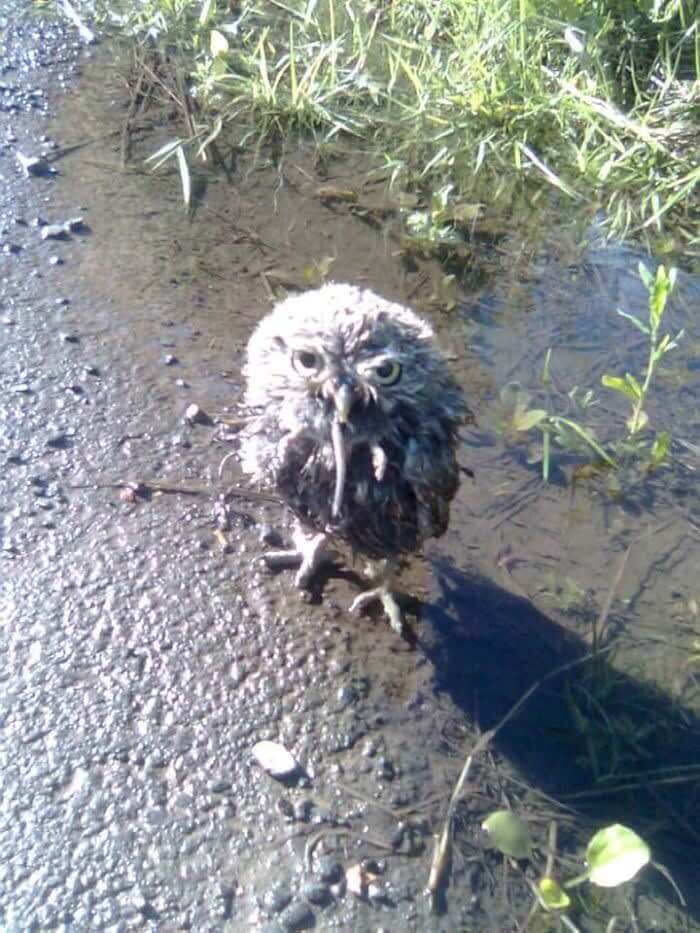 Lunch Time For Mr. Owl