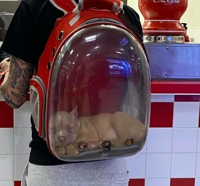 Who Said These Bags Are Just for Cats