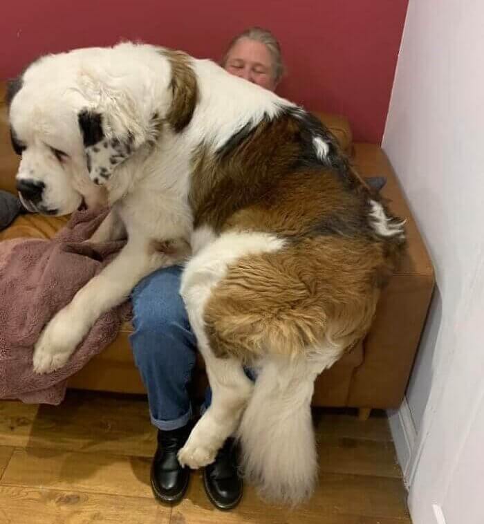 An Oversized LapDog