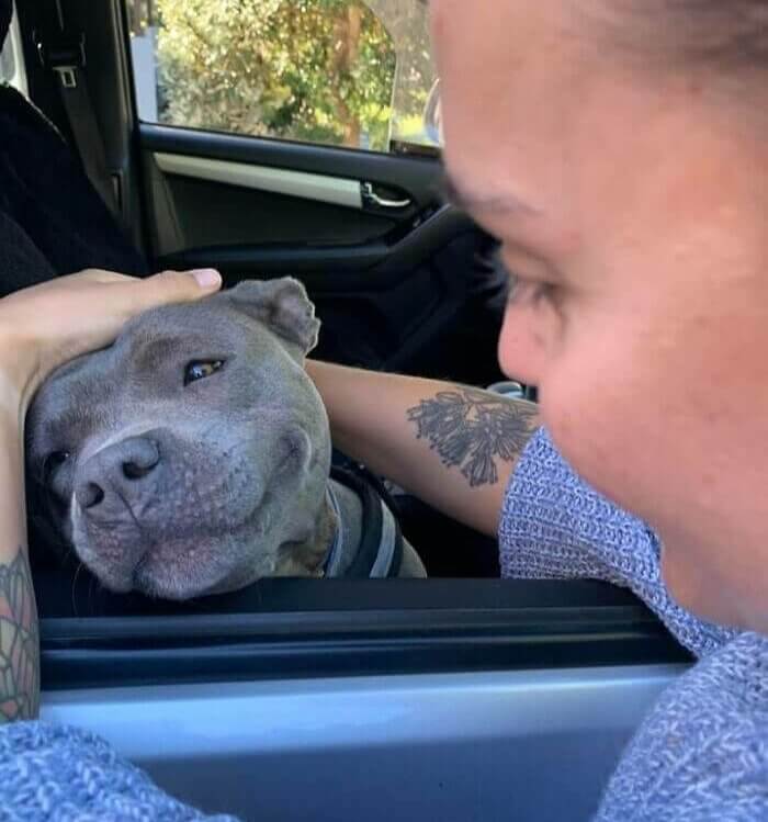 Petting Dogs Is Therapeutic