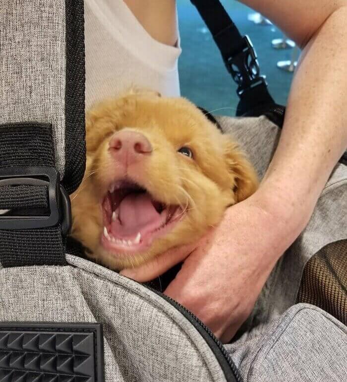 Have Dog, Will Travel