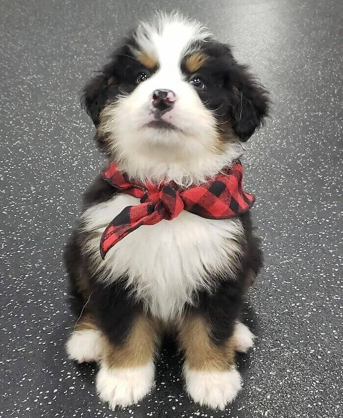 Jackson Reporting For Duty