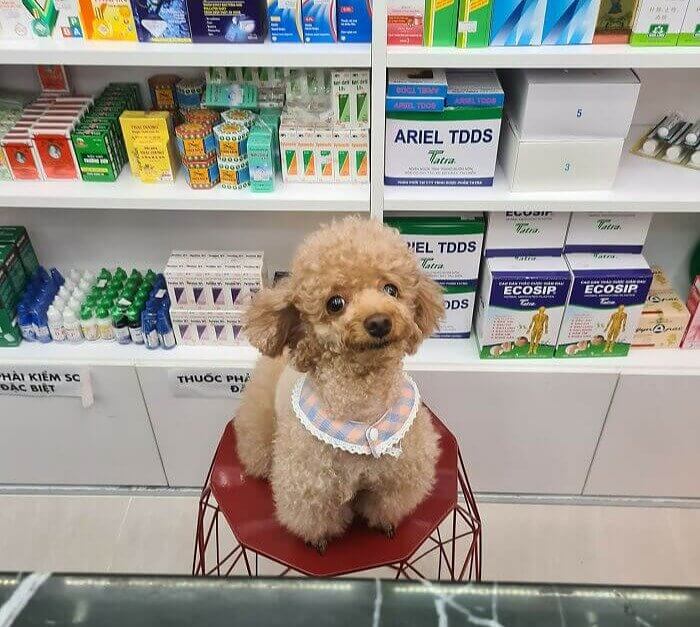 Pharmacist in Training