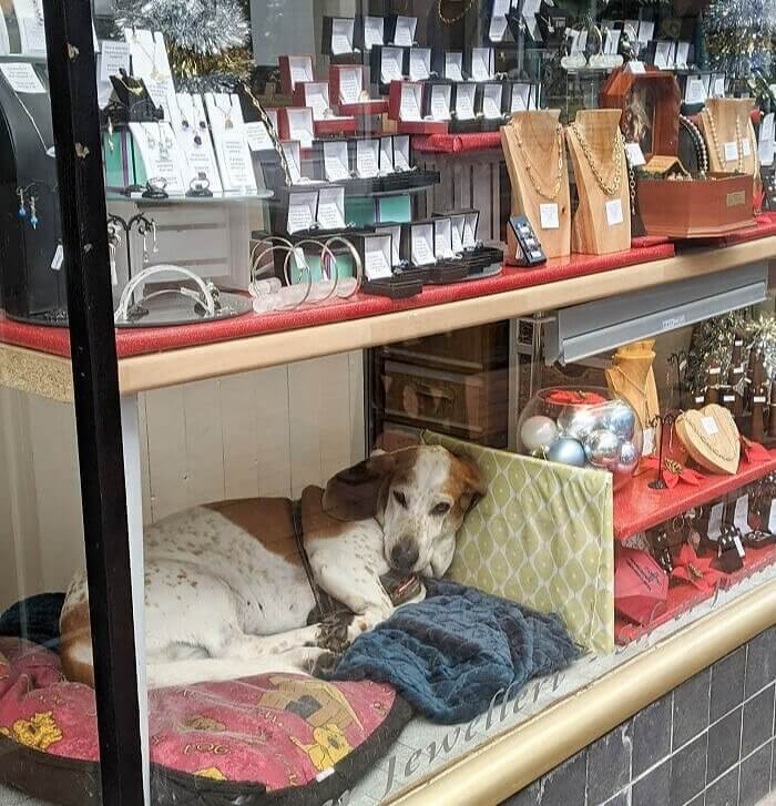 Window Display Not for Sale