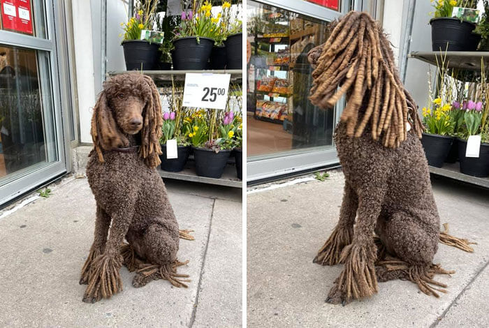 A Supermodel in the Wild