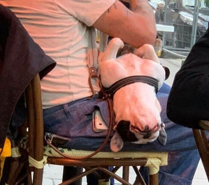 Belly Rubs Anytime, Anywhere