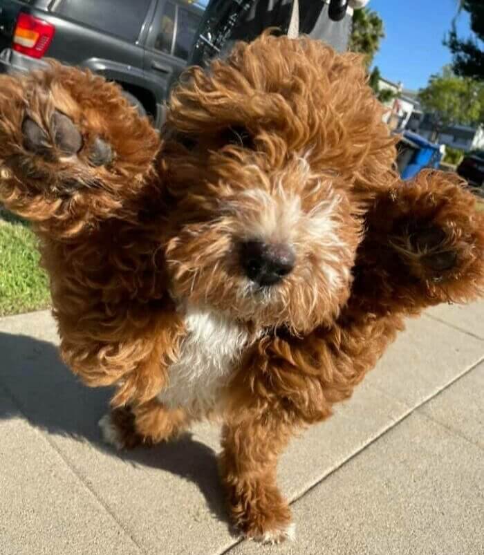 This Goldendoodle's Got the Moves