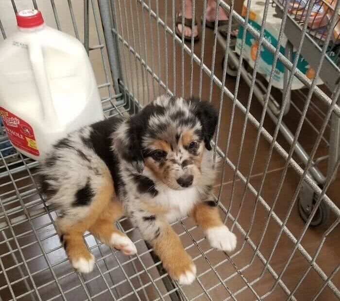 The Best Shopping Assistant