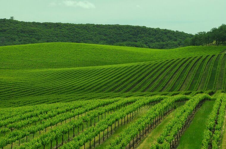 Healdsburg, California: The Sophisticated Heart of Wine Country