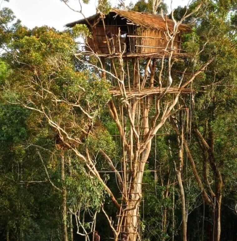 Korowai Treehouse in Indonesia