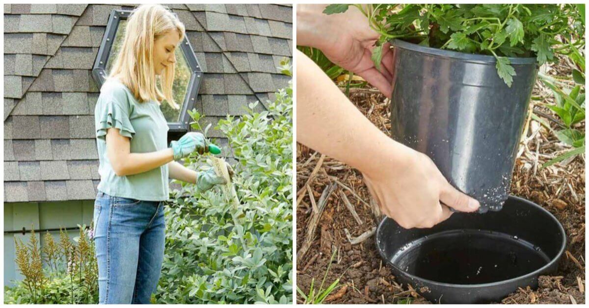 Weird But Effective DIY Gardening Hacks To Help Grow Your Garden
