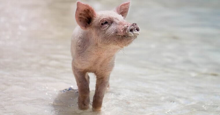 No Greased Pig Contests in Minnesota