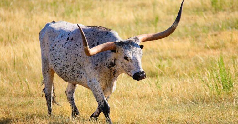 You Can Castrate Roaming Bulls in Missouri