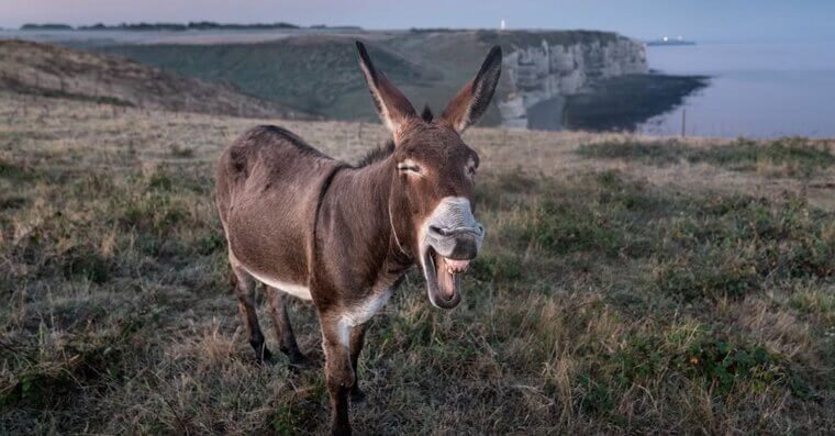 Don’t Let a Donkey Sleep in a Bathtub in Arizona