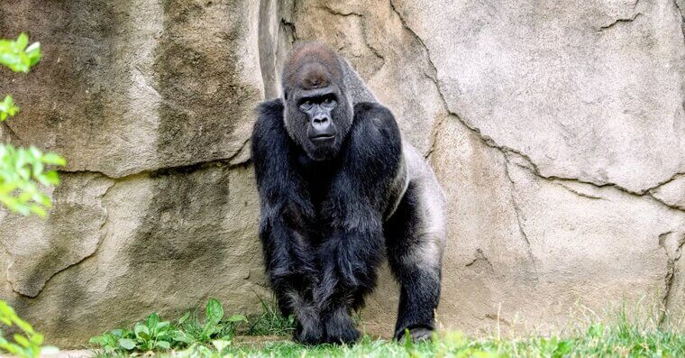 Don’t Put a Gorilla in Your Backseat in Massachusetts