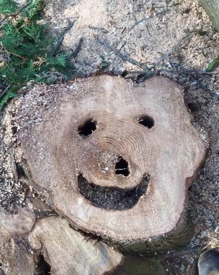 That's One Smiley Tree Stump