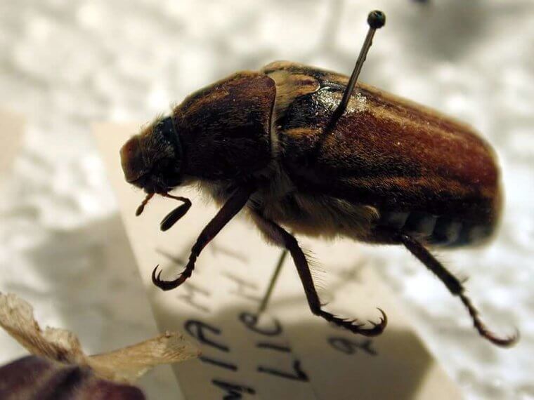 Petrify Insects, If You Dare