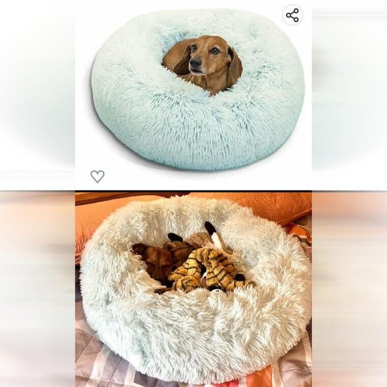 Ein glücklicher Hund