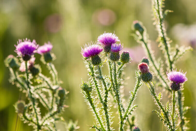 Kill Thistle Plants With WD-40