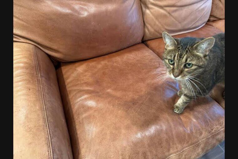 It Helps Retain Leather Furniture