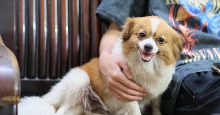 They’re Often Pet-Friendly