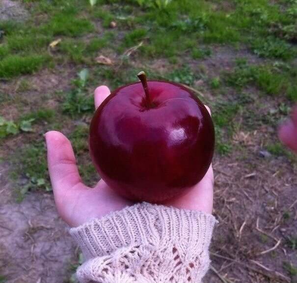 To Eat or Not to Eat?