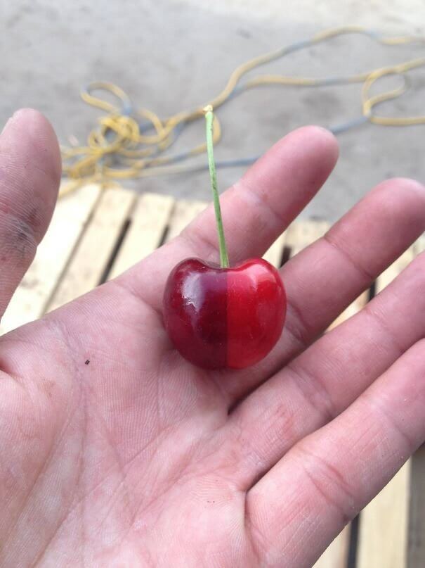 The Matrix Cherry