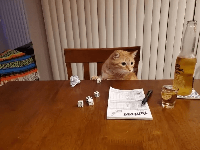 Boyfriend Was Asked To Cat Sit - This Is The Result