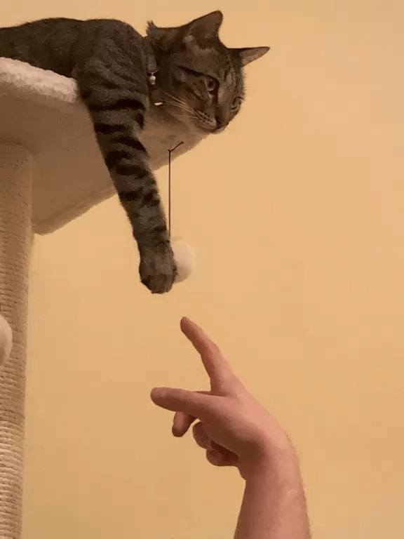 Waking His Girlfriend For A Very Important Photo