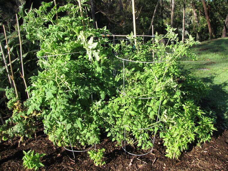 Tomato Cages