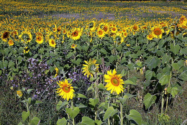 Sunflower Border