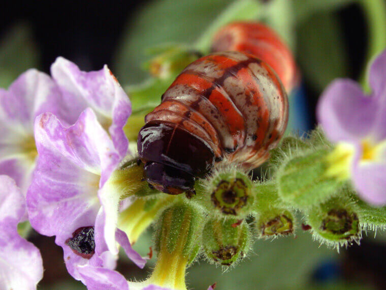 Pest Control Solutions