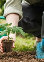 How to Create a Simple Backyard Garden That Actually Feeds You