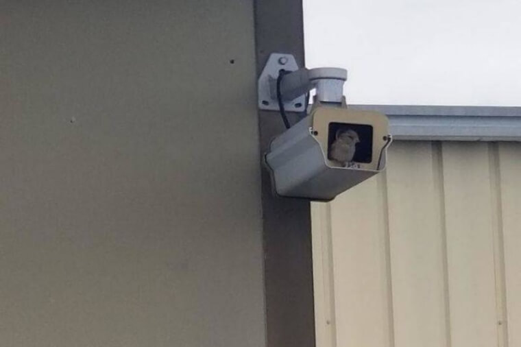 "Camera 5 Is Picking Up A Fuzzy Brown Image"
