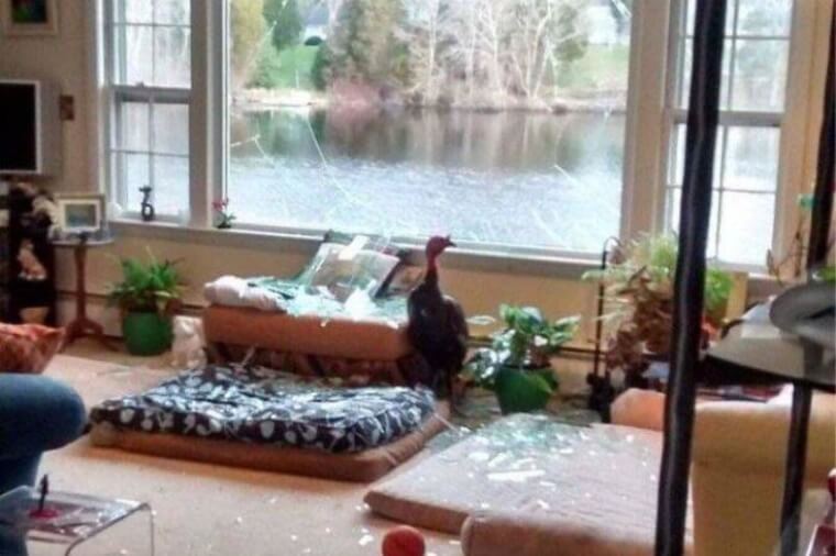 The Turkey Really Wanted To Come In