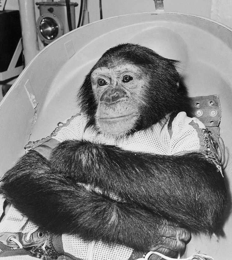 Ham the Astrochimp