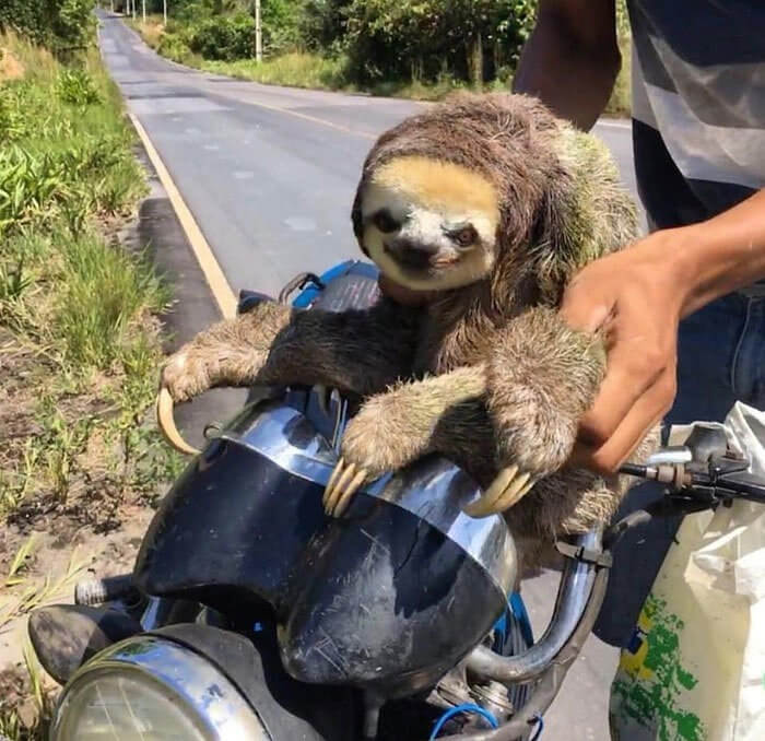 Ce Paresseux Prenant La Pose Sur Une Moto