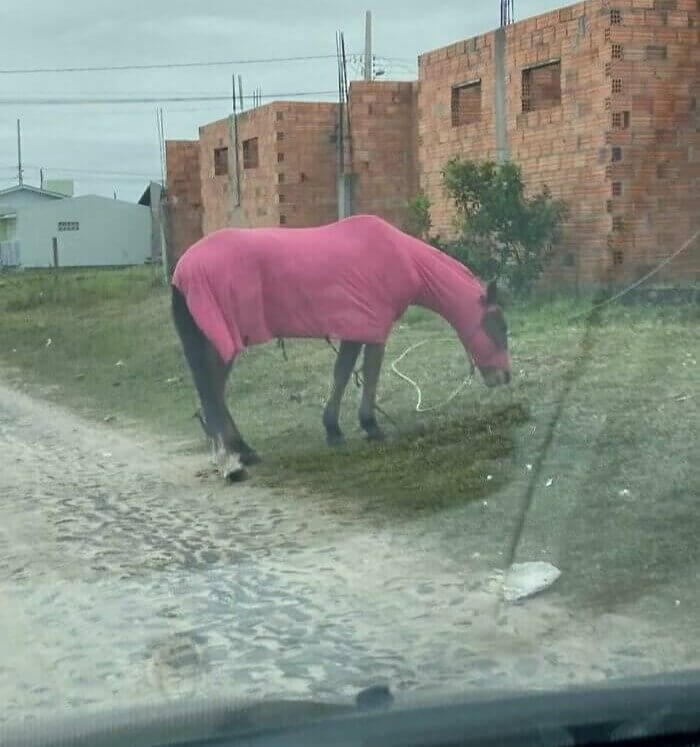 Quand Le Cheval A Besoin D'une Protection