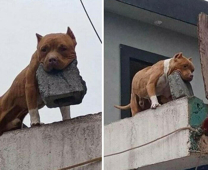 Quand Ton Chien Ne Mord Pas, Mais Lance Des Briques