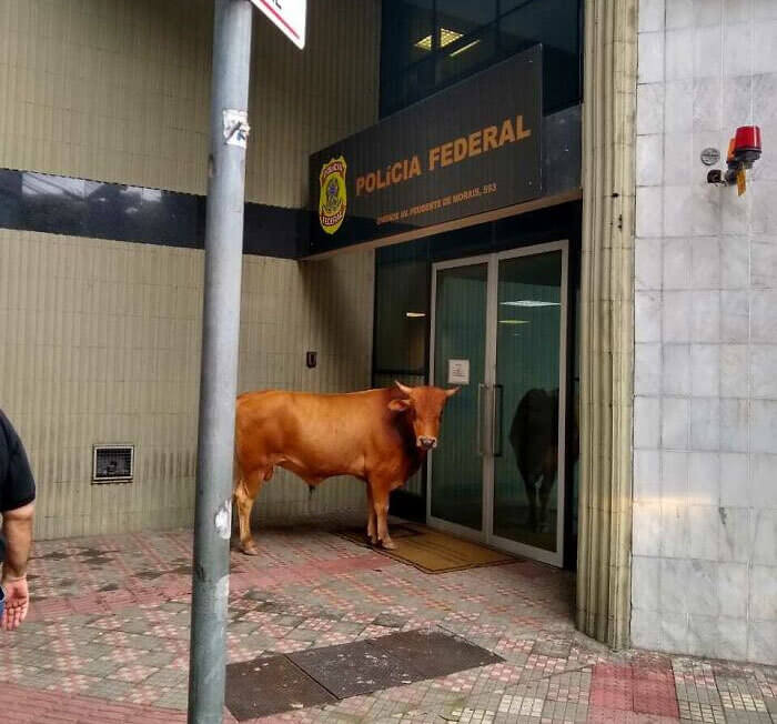 Ce Taureau Se Détendait Devant Les Bureaux De La Police Fédérale Brésilienne