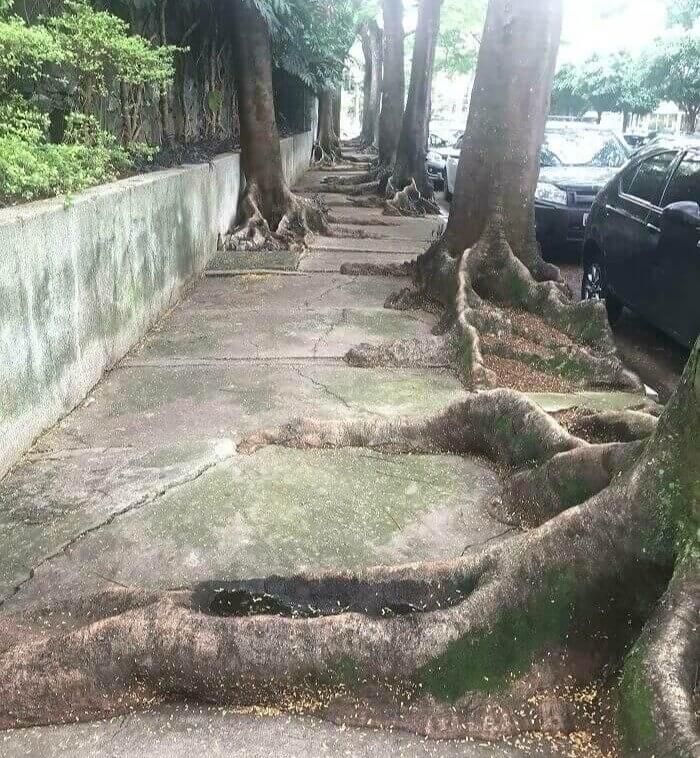 Ce Trottoir À Sao Paulo A Été Envahi Par Les Arbres