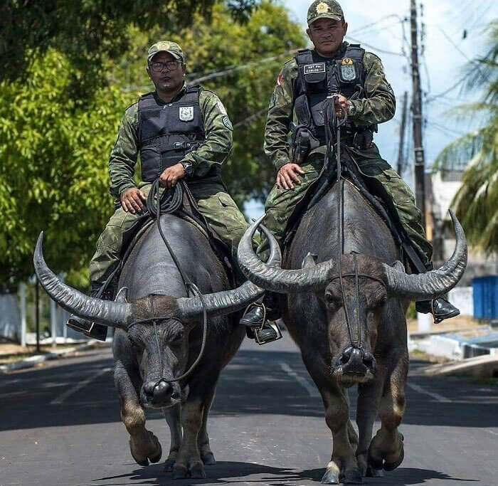 La police locale patrouille à dos de buffle