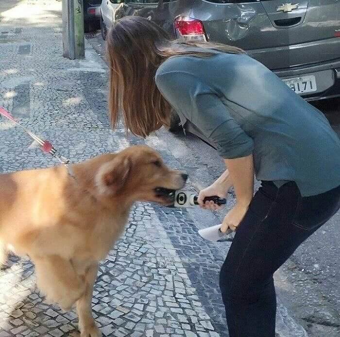 Ce Journaliste A Essayé D'Interviewer Un Chien
