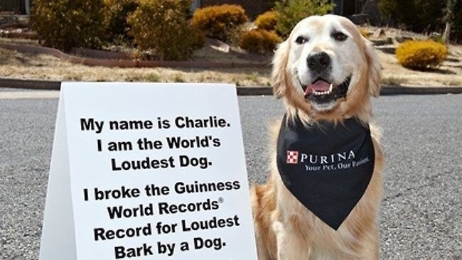 Charlie Has The World's Loudest Bark