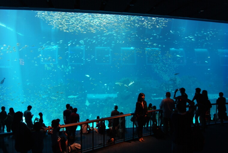 Just Keep Swimming Through The World's Largest Aquarium