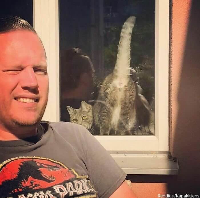 A Hora Em Que O Gato Atrapalhou A Foto